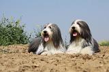 BEARDED COLLIE 198